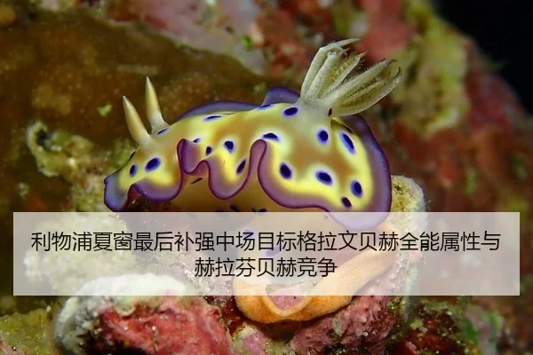 利物浦夏窗最后补强中场目标格拉文贝赫全能属性与赫拉芬贝赫竞争